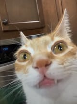 1743421022123154