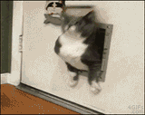 fat cat