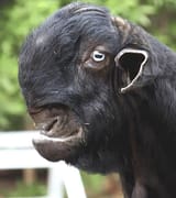 the-damascus-goat-theyre-beautiful-as-youngsters-then-as-v0-9914rtwgz5oc1