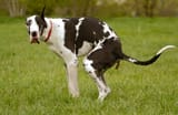 perro-caca-great-dane