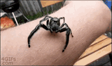 spider-crawl