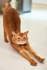 cat-pose-scaled
