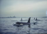 seattle-orcas