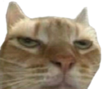 1747098491551[1]