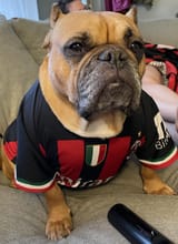perro-kaka