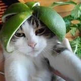 cat with fruit hat