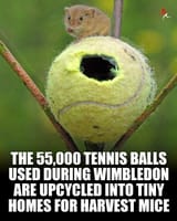 Game, set, and mouse! 🐭🎾