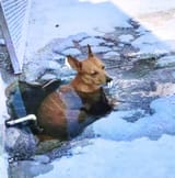 perro hielo