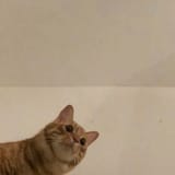 kot
