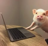 cochon