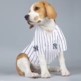 Yankee dog