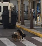 conga line