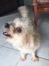Daisy