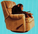 monkey-2a