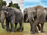 Asian-side-elephant-African-3217578232