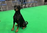 crufts-doberman