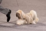 Lhasa-Apso-at-the-AKC-National-Championship-400x267