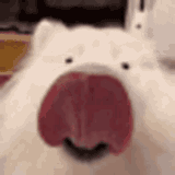 licka