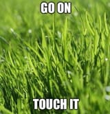 Grass