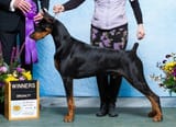 DOBERMAN WOOF WOOF
