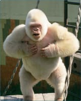 dibujo201300608-gorilla-gorilla-copito-de-nieve-bmc-paper