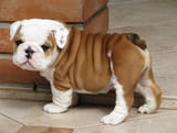 cute-bulldog-pictures-70-614aef40c232e__700