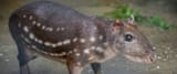 Paca-JEP_6447-scaled