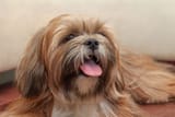 lhasa-apso