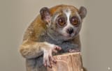 pygmy-slow-loris