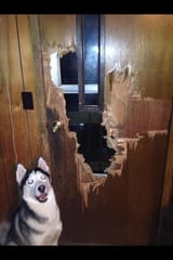 husky