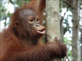 monkey species