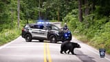 1fc25637-a900-4dbc-8491-0b6dca0ead20-cohasset_bear1-ezgif.com-webp-to-jpg-converter