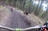 cyclist-vs-bear