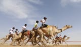 camel racing