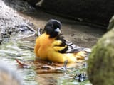 orange duck 