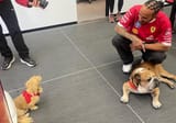 leo and roscoe