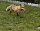 Glizzy Fox