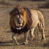 lions 6874356