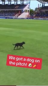 doggy