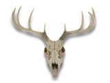 deerskull