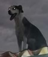 perro-gybe