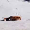 fox hunting in snow_thumb.jpg