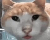 mfw