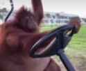 VID-20250427-WA0005_thumb.jpg