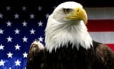 American_Bald_Eagle
