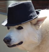 fedora doggo