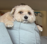 Honestdog+ Unsponsored 