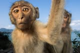 _20230731_nid_macaques