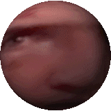 pissglobe