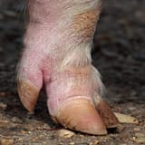 Pig-Foot-768x768-1